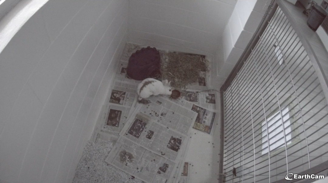 halifax humane society puppy cam