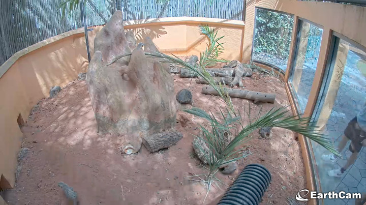 earthcam meerkats