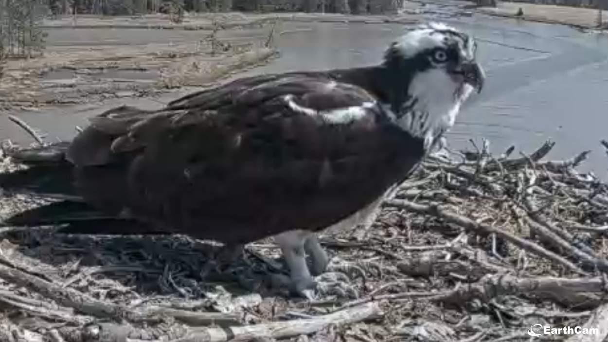 osprey cam boulder