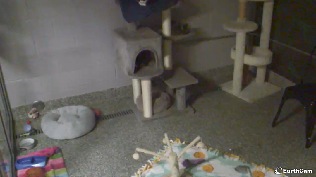 explore kitten cam