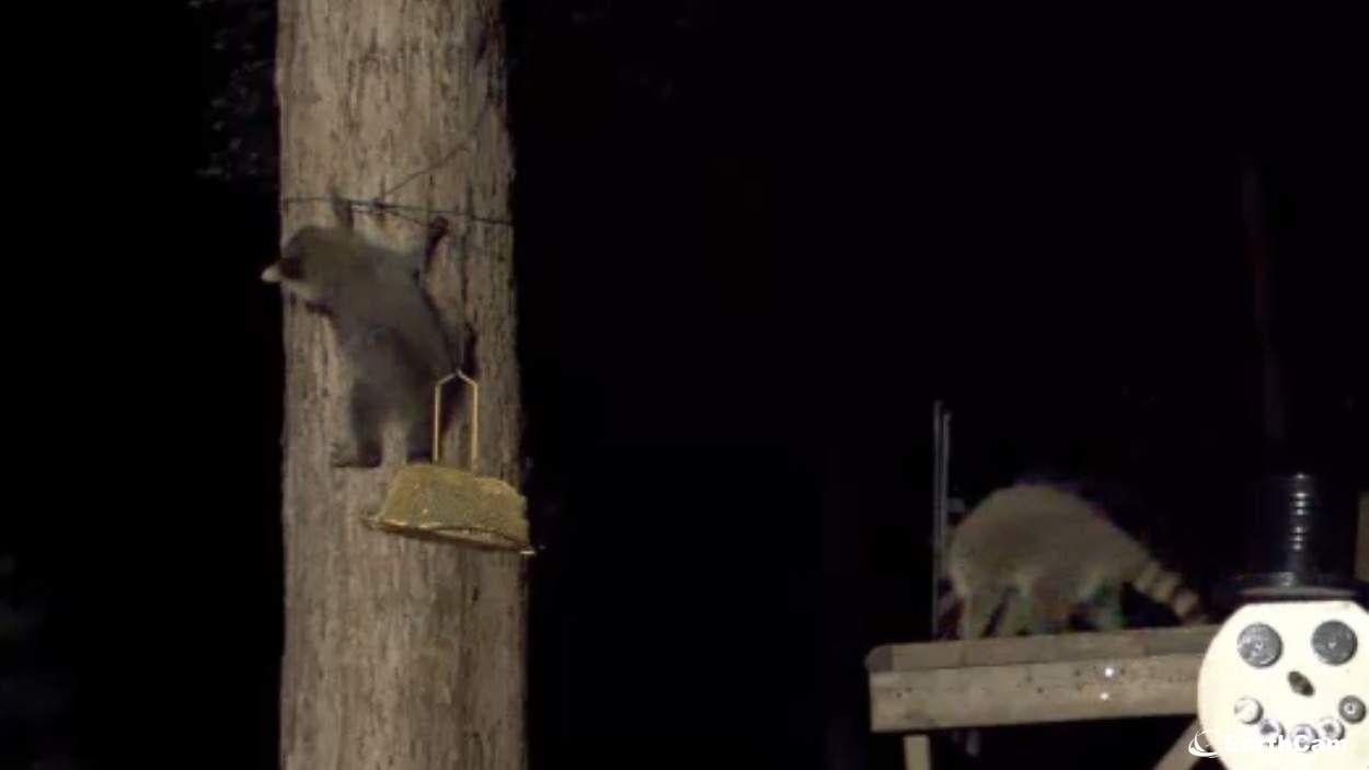 EarthCam - Snowman Cam