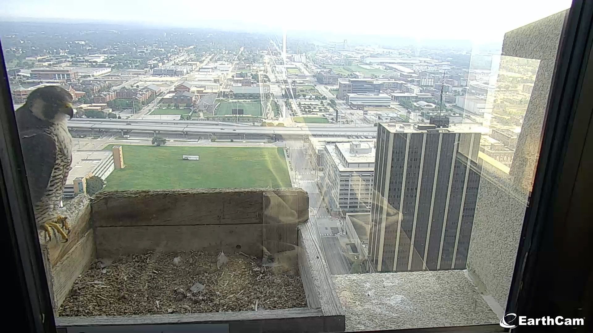 EarthCam - Falcon Cam