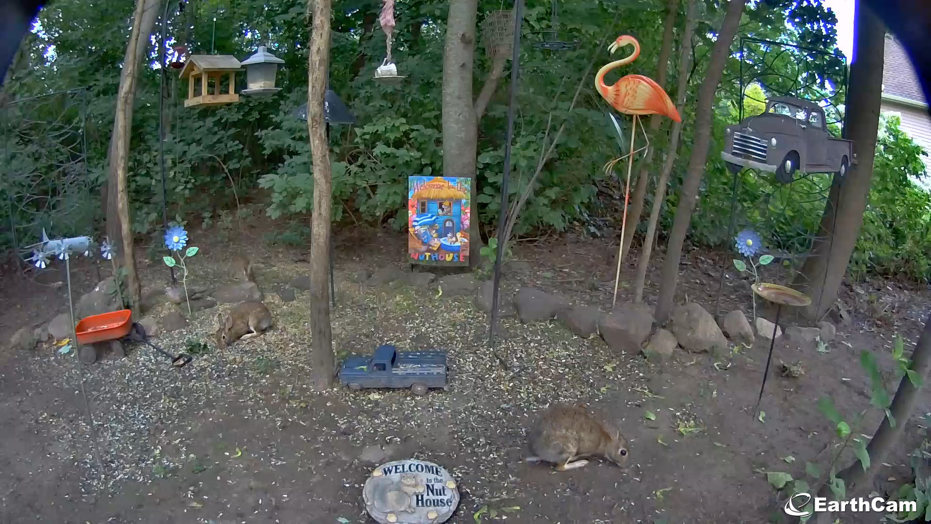critter cam live stream