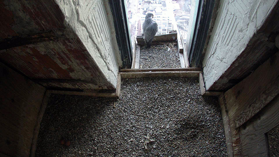 EarthCam Falcon Cam Boston, MA