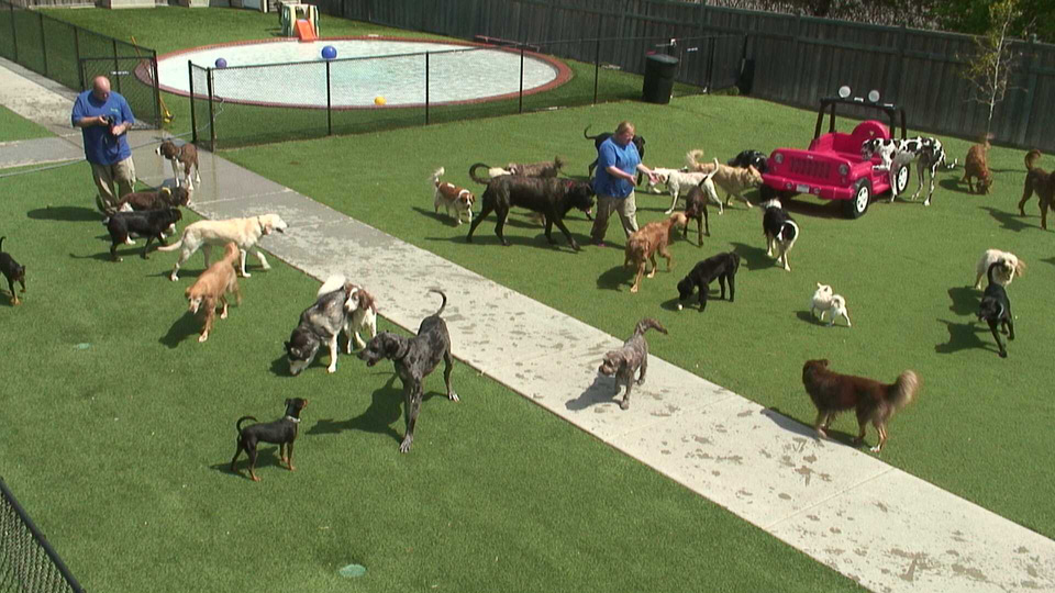 EarthCam Doggy Daycare Cam
