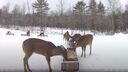 Wild Deer Pantry Cam