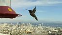 San Francisco Hummingbird Skyline