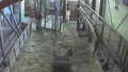 Marwell Zoo Cams
