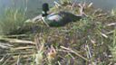 Live Loon Cam
