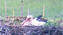White Stork Cam