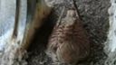 Urban Common Kestrel Nest Webcam