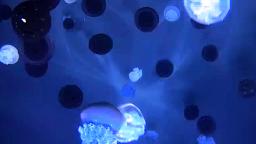 EarthCam: Jellyfish Cam