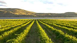 Washington Vineyard Cam