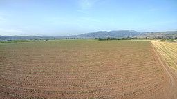 Tomato Farm Cams - Field View