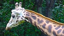 Giraffe Birth Countdown 2020