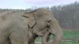 The Elephant Sanctuary