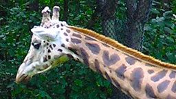EarthCam: Giraffe Cam Barn