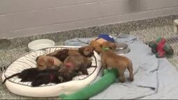 EarthCam: Macomb County Animal Shelter Cam 