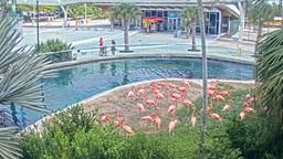 Flamingo Cam