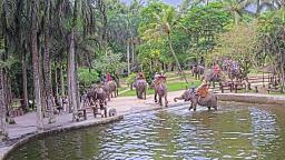 Bali Elephant Cam Bathing Pool