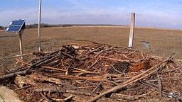 Conserve Wildlife Foundation Osprey Cam