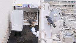 Falcon Cam - Sacramento, CA