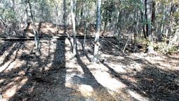 Live Georgia Deer Cam