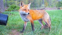 EarthCam: Fox Cam