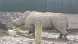 Blair Drummond Rhino Cam