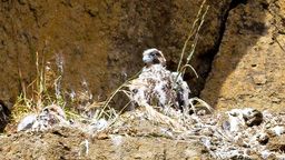 Yaquina Lighthouse Cam - Bird Nest View
