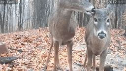 Pennsylvania Deer Cam