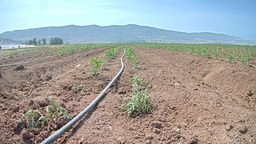 Tomato Farm Cams - Crops View