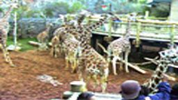GiraffeCam