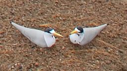 EarthCam: Tern Cam - West Alton, MO