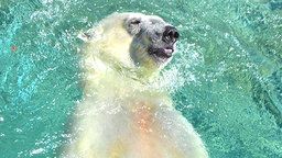 EarthCam: Polar Bear Cams - Hector Lake