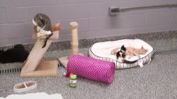 EarthCam: Macomb County Animal Shelter Cam 