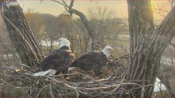 Decorah Eagle Nest Cam