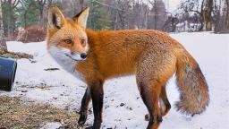 Fox Cam