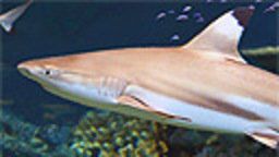 National Aquarium Webcams