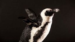 EarthCam: Penguin Cam