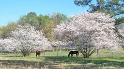 EarthCam: Macon Cherry Blossom Cam