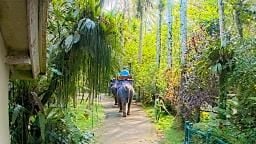 Bali Elephant Cam Trail Path