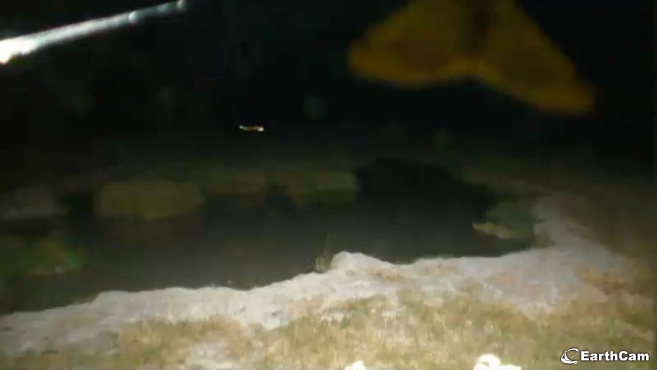 Visit A Regularly Frequented Waterhole And The Open Plains Of Africa With Live Streaming Webcam Views