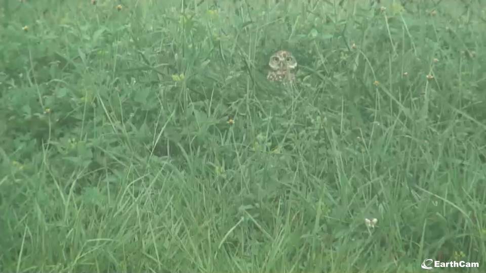 burrowing owl cam