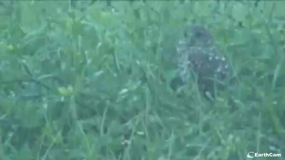 burrowing owl cam