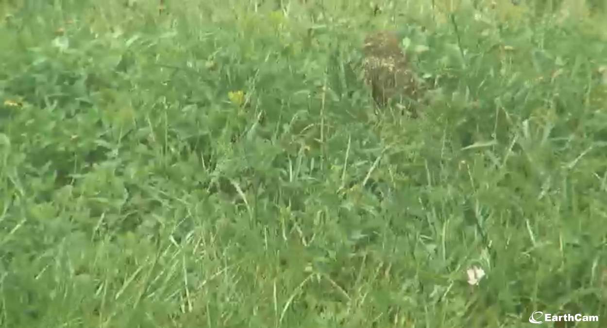 burrowing owl cam