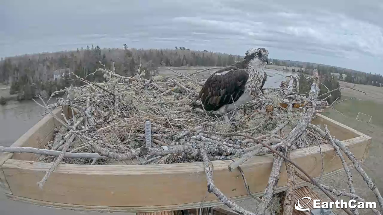 Bald Eagle Cam Maine
