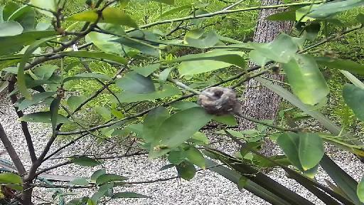 Twerp the Hummingbird Nest Watch