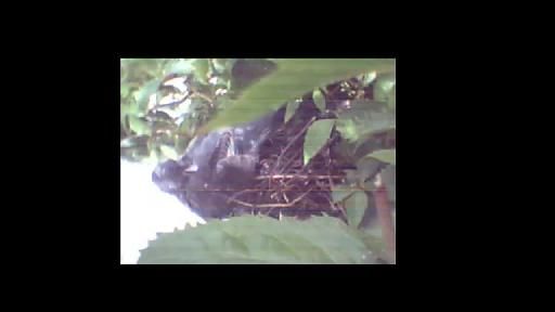 thombelliBirdCam Page