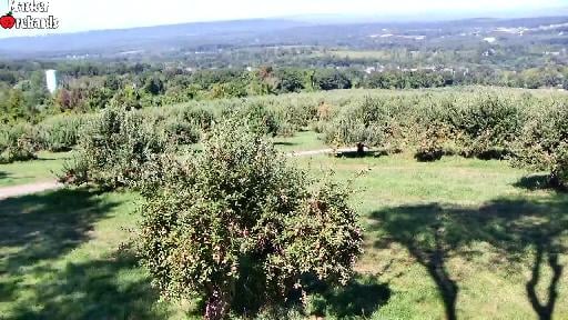 Masker Orchards